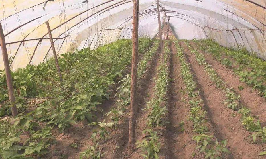 带领群众增收致富典型,农村致富典型案例