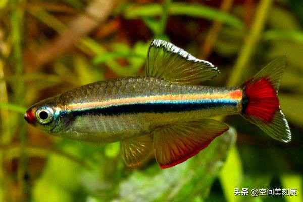 水中精灵鱼儿戏水,水中精灵鱼缸