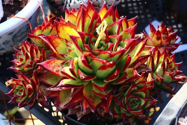 多肉买回来不长花箭,多肉买回来不换土几天浇水