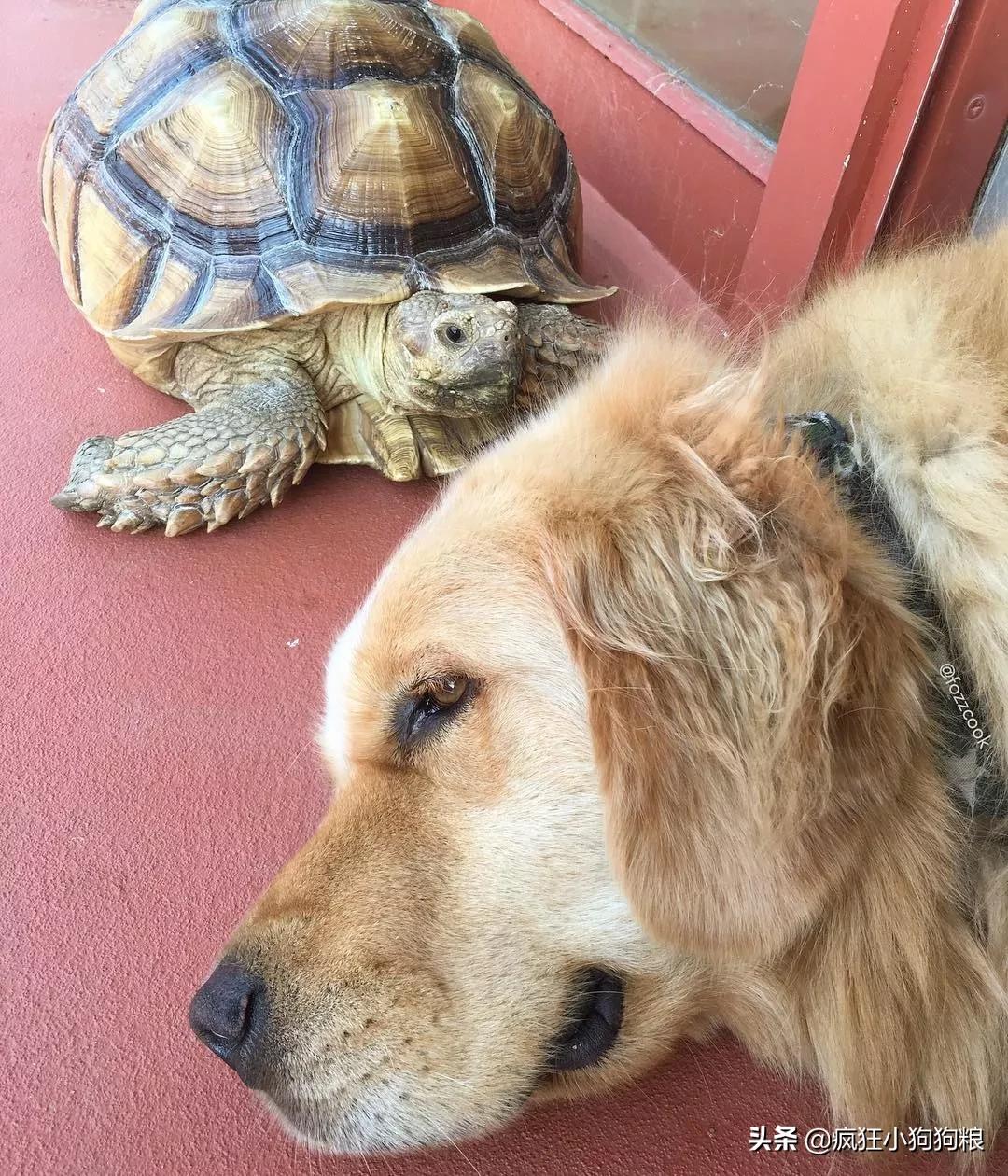 主*欲人**养大王八，金毛一脸不悦：这玩意怎么相处？