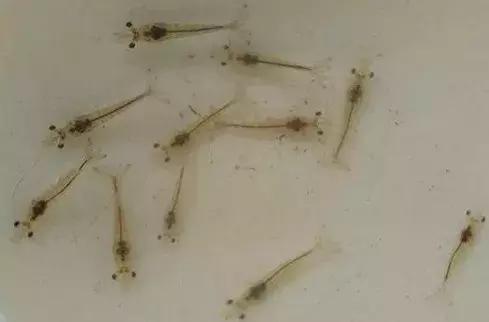 虾放冰箱和技巧,养虾放苗前的准备工作