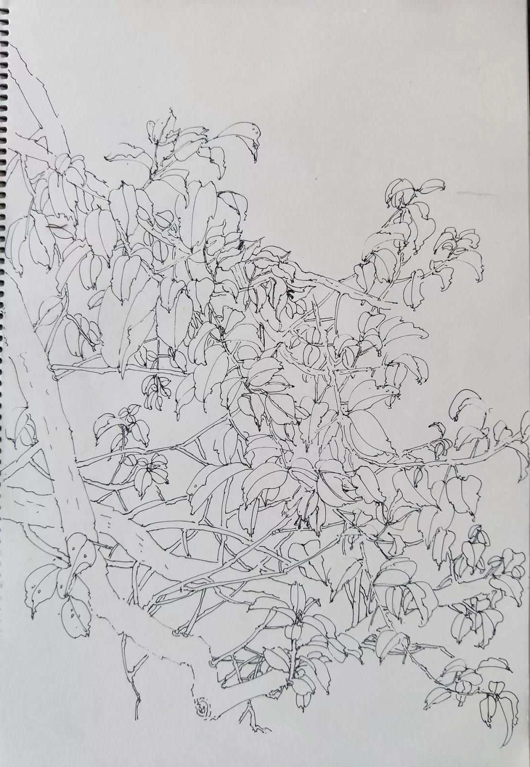 袁金奎老师国画作品欣赏,袁金奎写意花鸟画作品