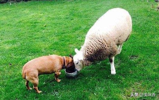 羊得了异食癖一招搞定,羊食毛癖是怎么回事