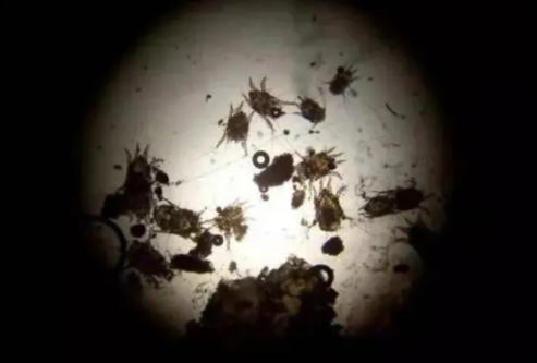 猫耳螨导致耳朵溃烂,猫咪耳螨引起耳血肿怎么办