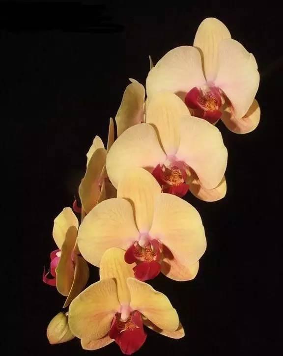 鍏拌姳绉嶇被鍥鹃壌,鐪嬭姦澶磋鲸鍏拌姳绉嶇被