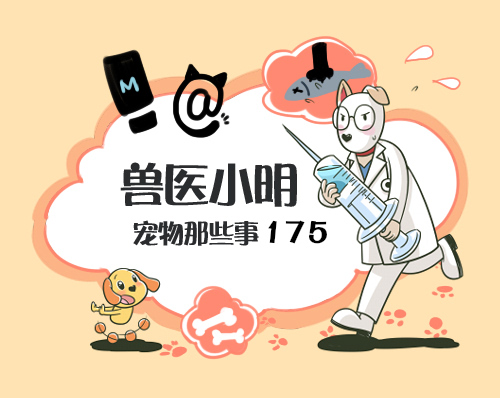 狗狗有骑行行为怎么办,狗狗突然喜欢去追车怎么办