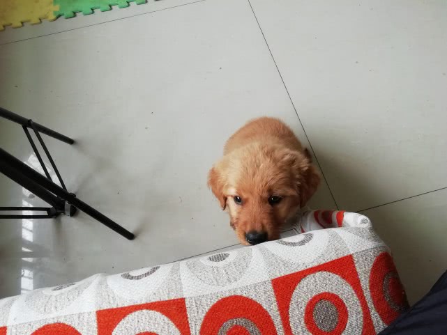 宠物狗喜欢咬东西怎么办视频,宠物狗喜欢咬手怎么办