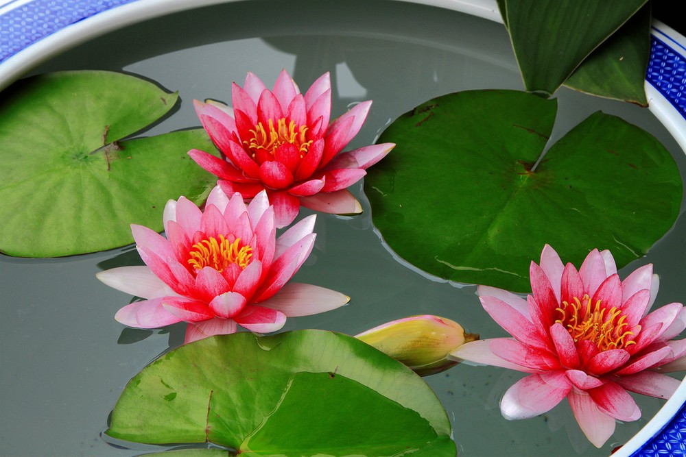 造一个小水景栽种睡莲附教程,再小的花园