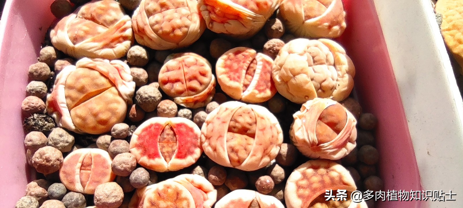 冬天生石花怎么养,冬天怎么养生石花