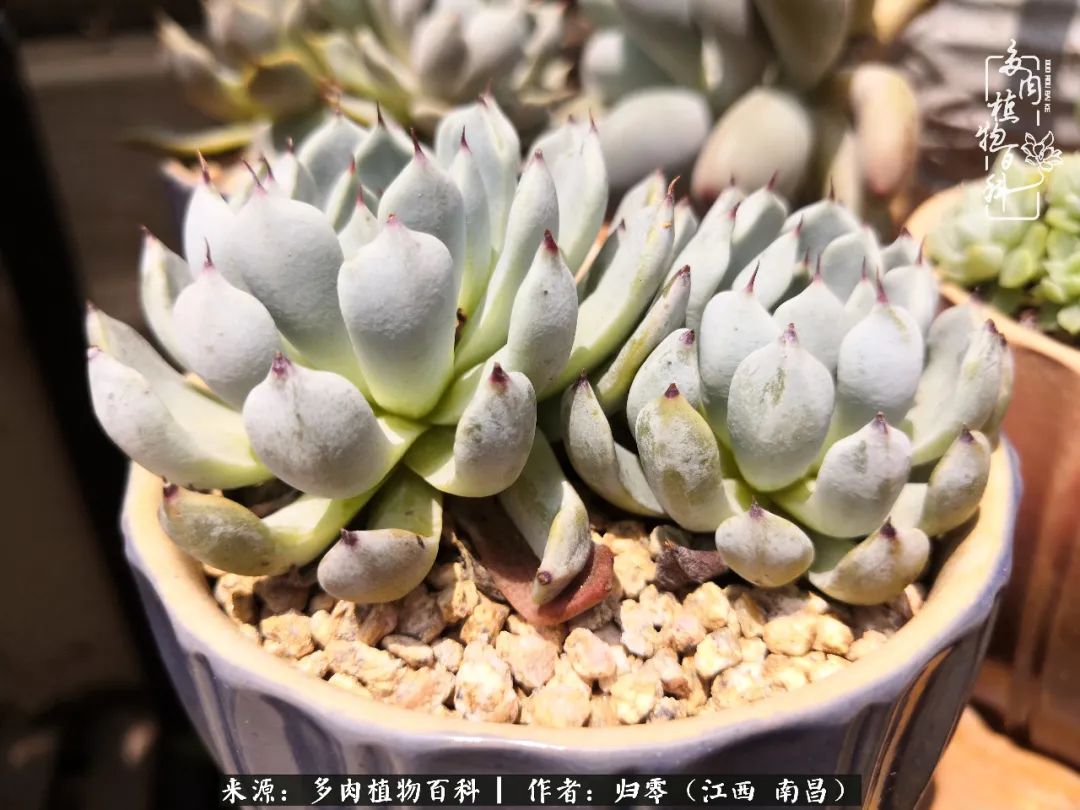 人生转个弯,在小院遇见落入凡间的多肉小精灵