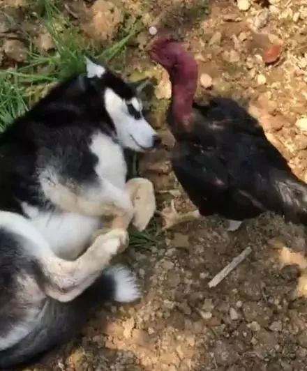 有些狗子玩着玩着就打架了,有些狗子表面上人畜无害吵起架来