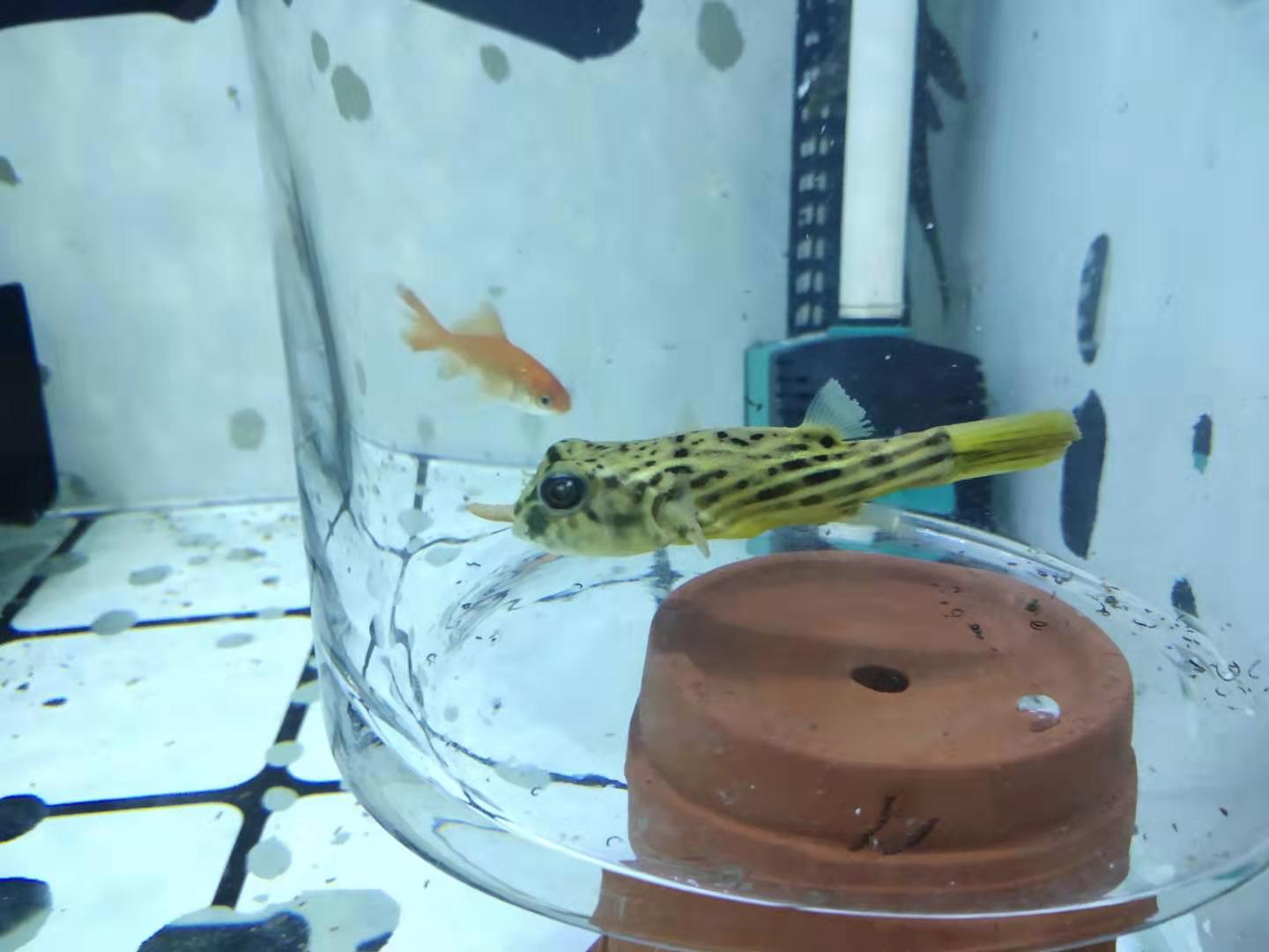 小鱼缸可以养小型观赏鱼吗,鱼缸耐活好养的小型观赏鱼