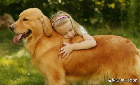 犬舍怎么挑选金毛狗狗呢,金毛宠物怎么样养活