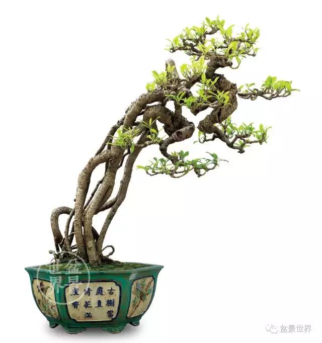 根艺盆景大全欣赏,文人根艺盆景精品大全图