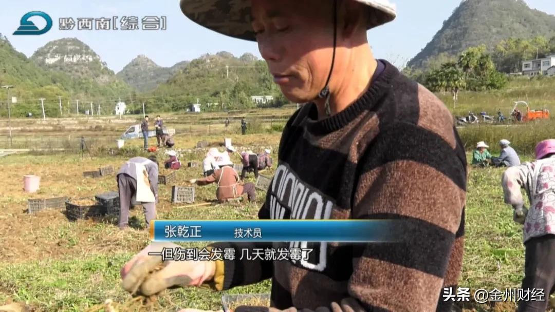 「财富故事」安龙:5000亩白及喜获丰收亩产达6000斤