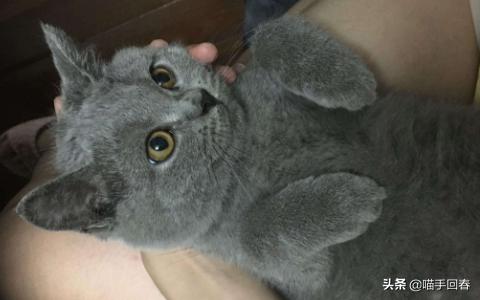 女孩买了只猫稀里糊涂养了半年,女子买了一只蓝猫