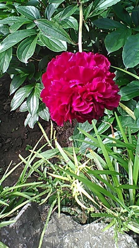 上海中山公园公寓,上海中山公园游玩攻略