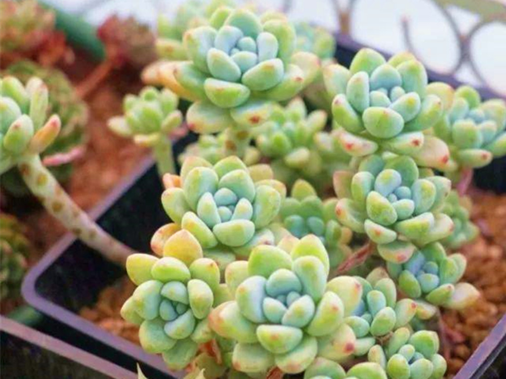 多肉劳尔一直干瘪是怎么回事,多肉劳尔怕淋雨吗