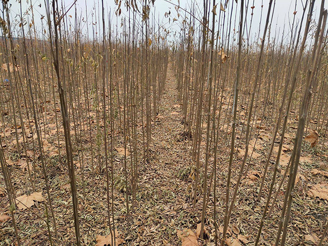 栾树虫害怎么治,栾树虫害的防治方法