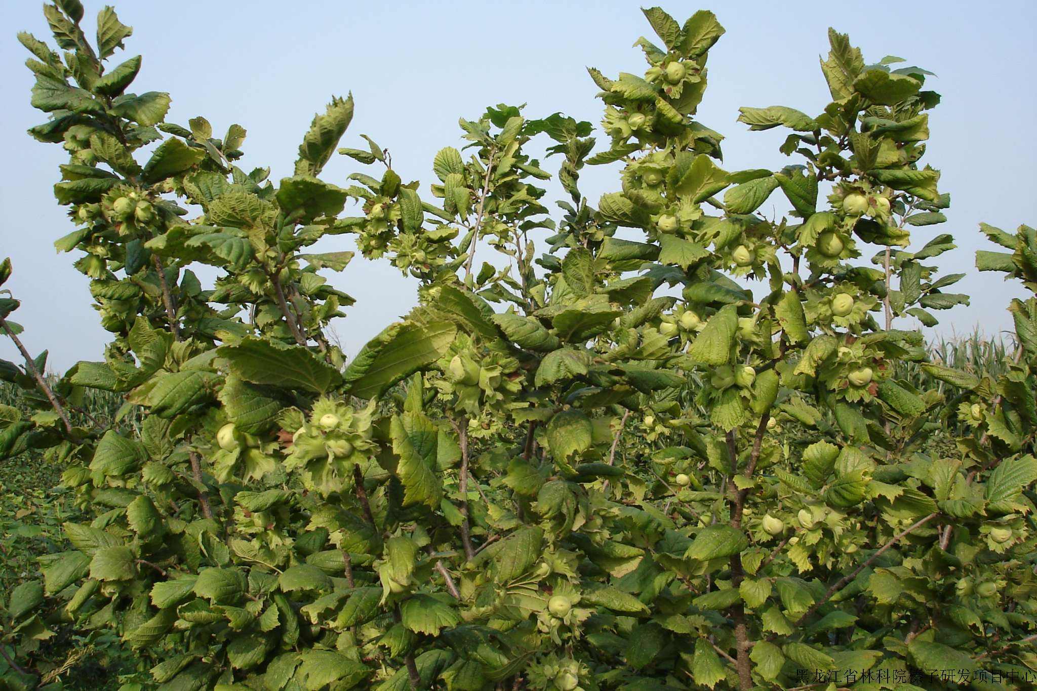 黑龙江榛子栽培与效益,黑龙江抗寒大果榛子