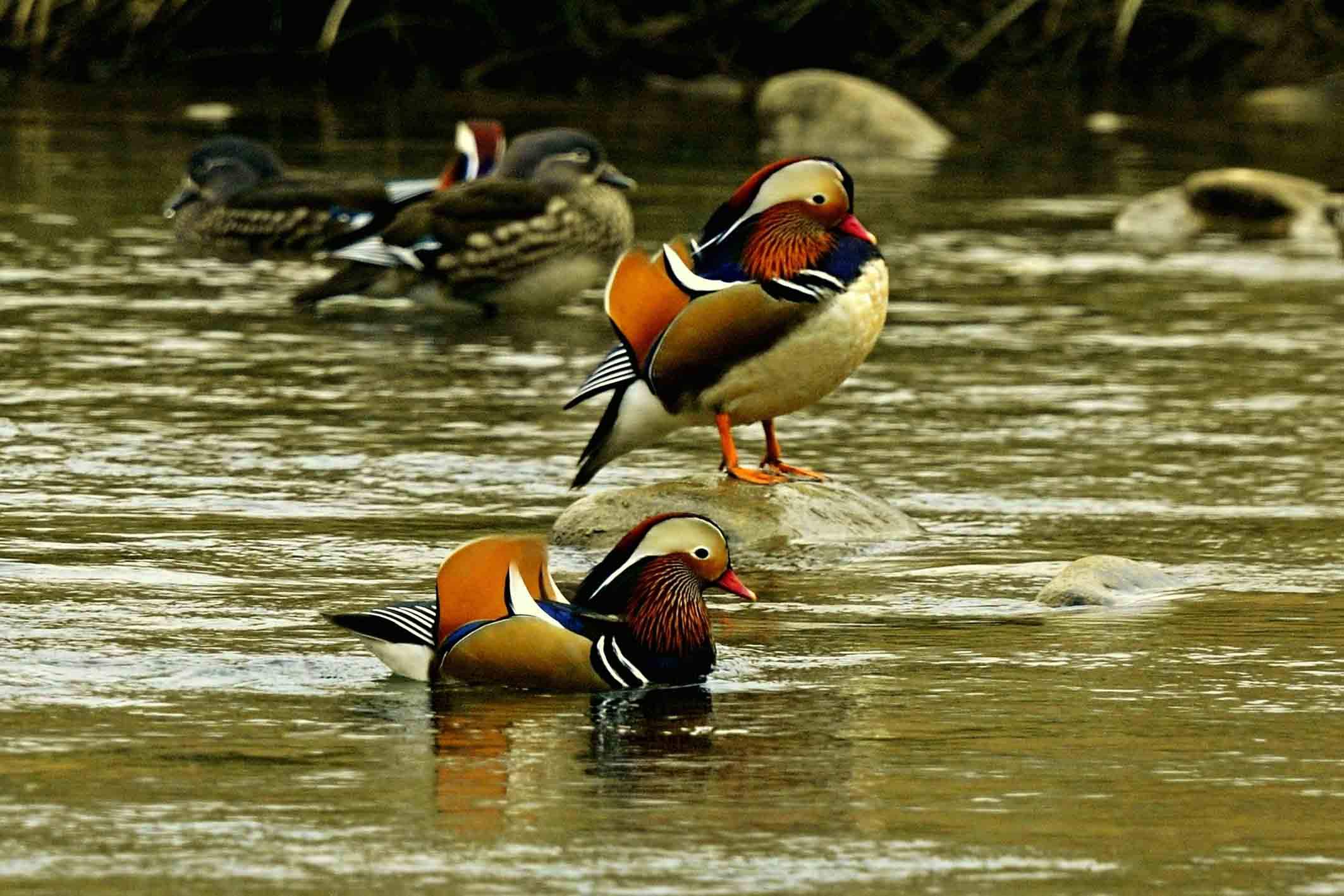 国画怎么把鸟画的活灵活现,如何画鸟要好看