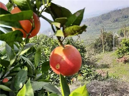 战疫助农滞销品突然销售火爆,战疫助农数据