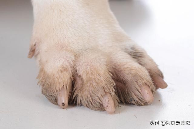 怎么选一条好的拉布拉多犬,如何挑选一只性格好的拉布拉多犬