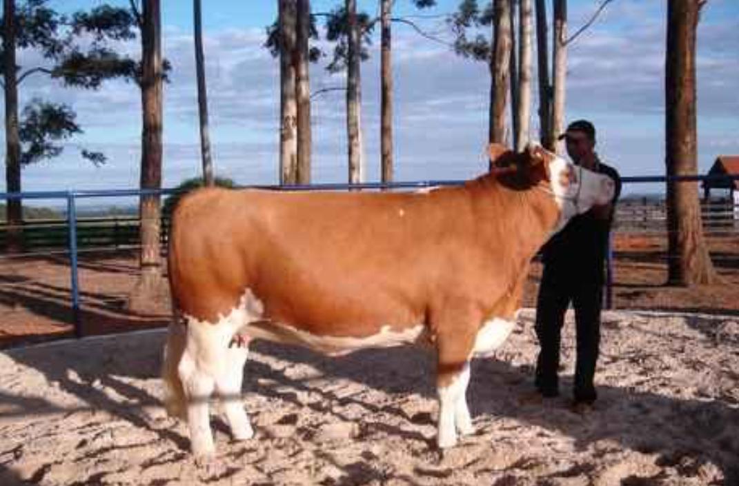 巴西什么时候开始衰落,巴西衰退的原因