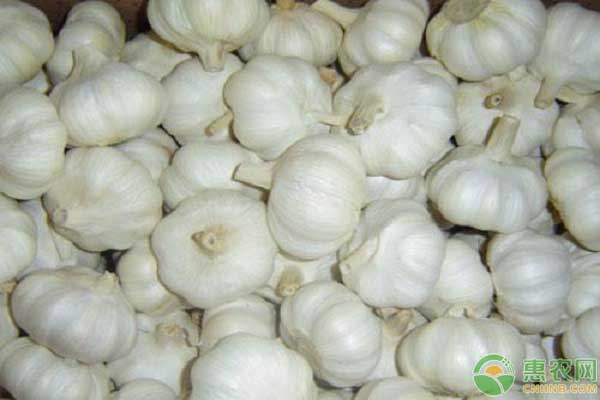 种植大蒜的步骤和方法简单点,大蒜的种植技术怎么播种