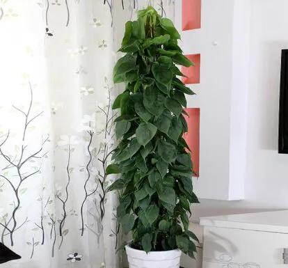 绿萝盆栽改水栽,桌面绿萝小盆栽