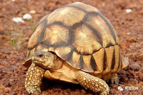 陆龟要怎么养才可以胆子大,陆龟长大了怎么养