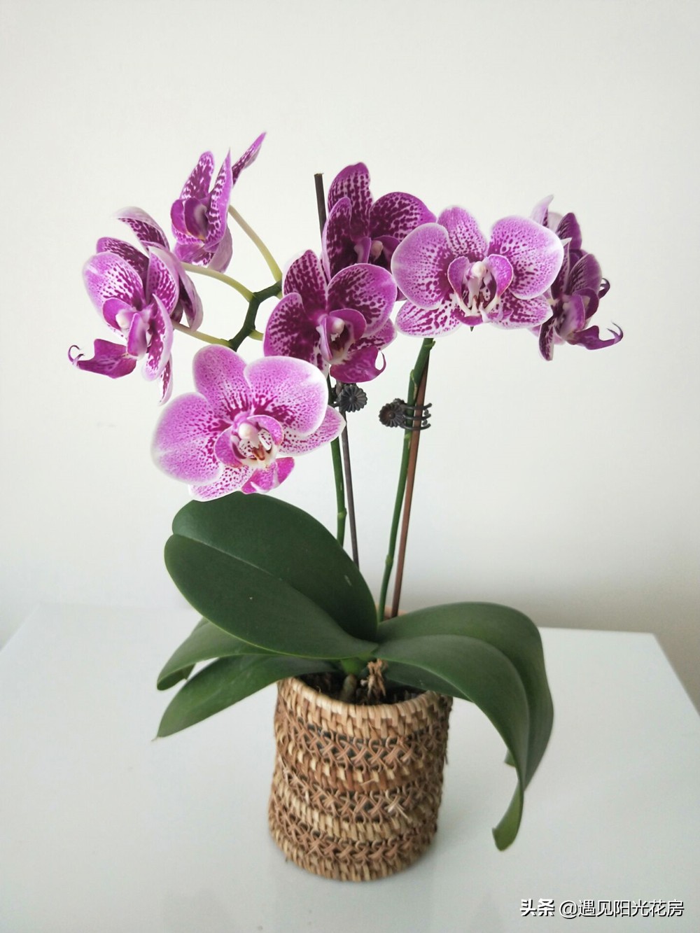 孕妇养花的注意事项,孕妇初期适合哪些比较容易养的花