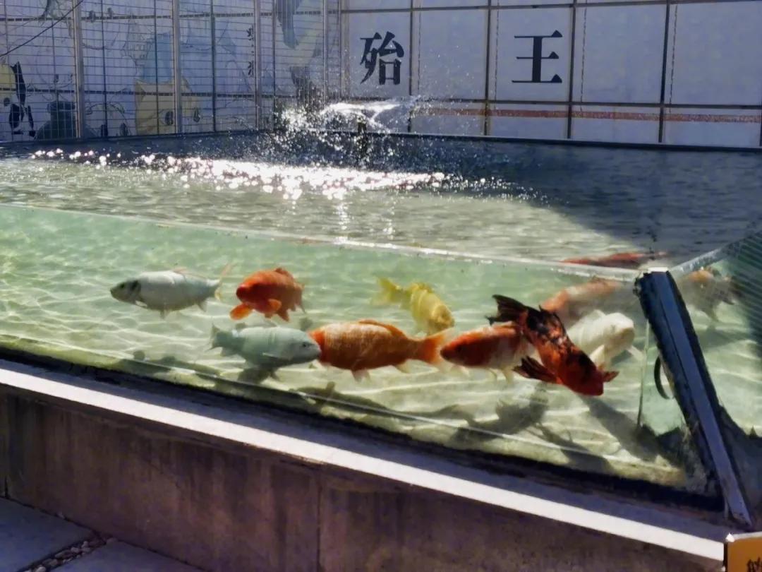 大家期盼的真实事件,掉缸事件怎么处理