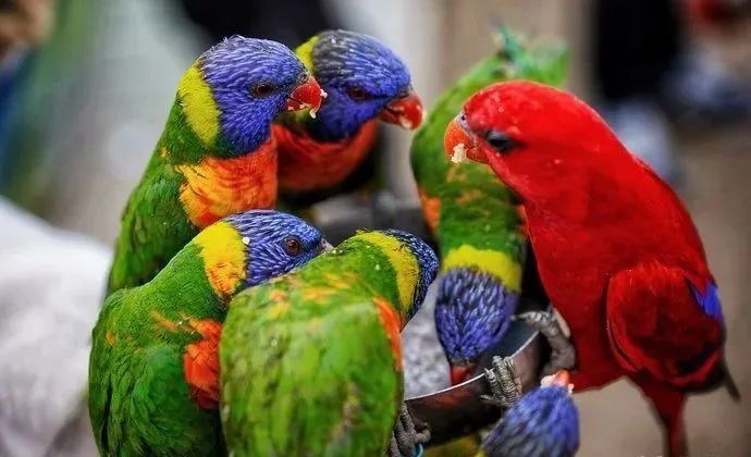 济南动物王国一日游详细攻略,济南一日游动物园