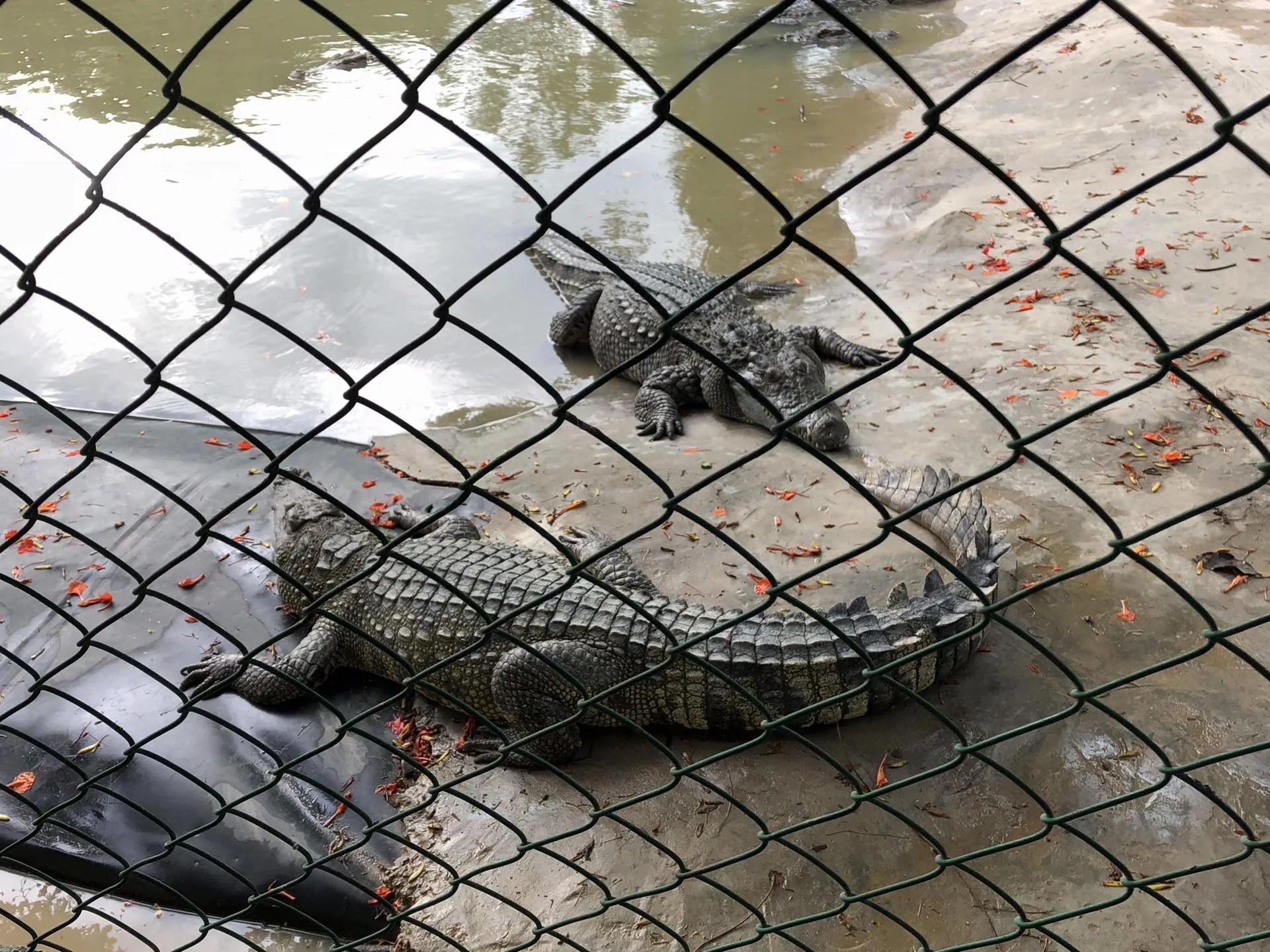 快乐泰坦,快乐的海清