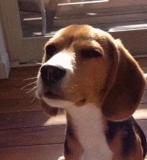 第1次想养纯种狗应该怎么挑,纯种狗和不纯种哪个好养