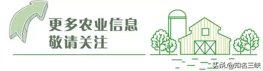 摘春茶的正确方法,又到春茶采收季