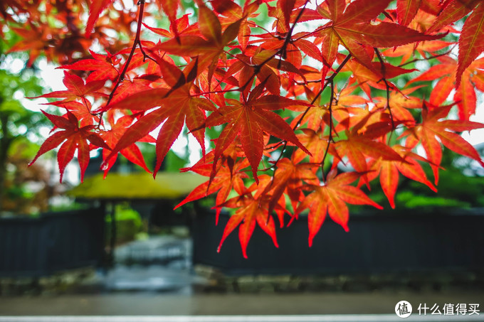 超级震撼的夏日风景,夏季日本旅游15天攻略