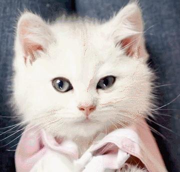 全网十大最丑猫咪,史上最丑的猫咪搞笑视频