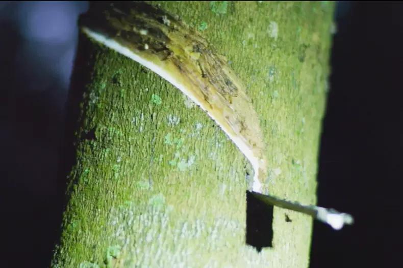 正宗泰国乳胶枕100%无异味,泰国乳胶枕乳胶含量93%是真的吗