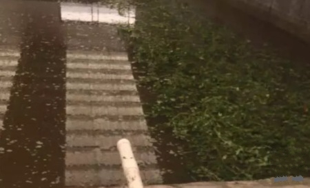 草龟怎么度过应激反应期,如何防止草龟的应激