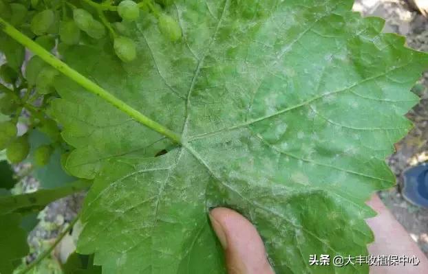 矿物油灭红蜘蛛,矿物油杀螨的正确方法