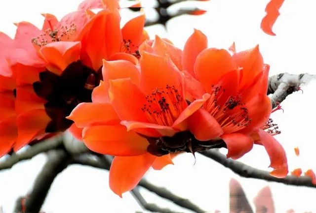 浓须大面好英雄，壮气高冠何落落，木棉花岂可用娇柔妩媚来形容