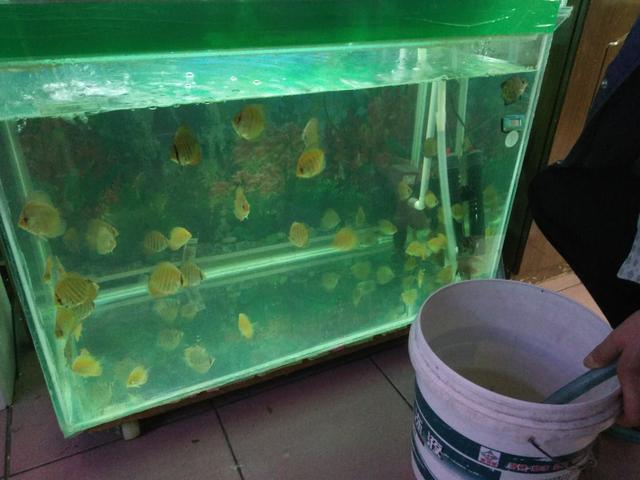 硝化细菌是自然存在吗,硝化细菌崩溃的特殊原因