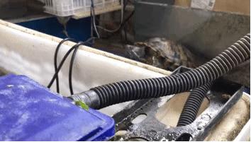 如何提高龟的互动性,养龟怎么和龟互动