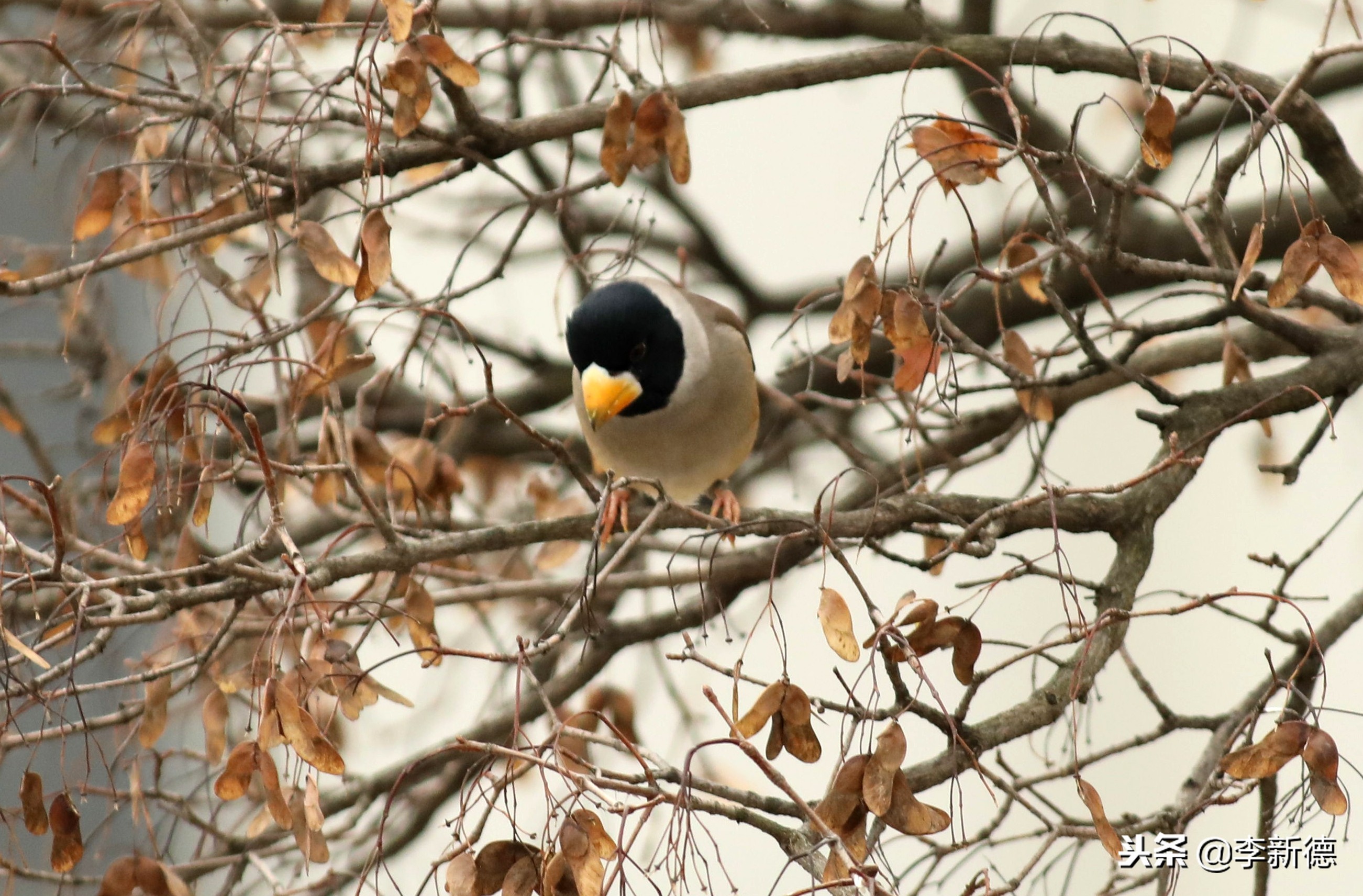 合肥拍鸟的视频,合肥拍到的小鸟