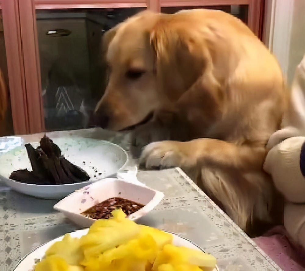 公认最贪吃的五种狗狗,什么宠物狗最挑食吃狗粮