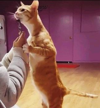 猫咪为什么老是叫讨食,猫咪为什么总是嗯嗯的叫