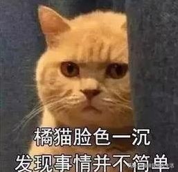 过程堪比电影！*子骗**作案后人间蒸发，厦门警察竟靠刷抖音找到其女友和狗