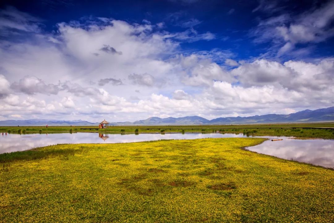 川西若尔盖草原，7月迎来颜值巅峰，温度不到20℃！避暑走起